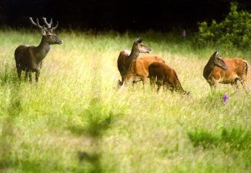 Rotwild im Nationalpark Eifel
