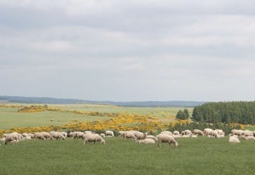 Schäfer und Landwirte erhalten wertvolle Lebensräume im Nationalpark Eifel