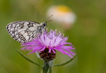 Schmetterling des Jahres 2019 – der Schachbrettfalter