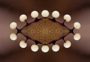 „Schönheiten“ zu Besuch im Nationalpark-Zentrum Eifel