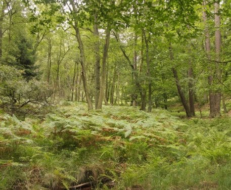 Schwarz-Erlen, Eschen und Weiden bilden Bachauenwälder von ganz besonderem Reiz.