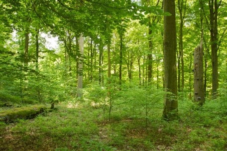 Screenshot Buchennaturwald.JPG