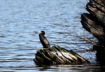 Seit 2002 brütet am Urftsee eine Kolonie Kormorane.