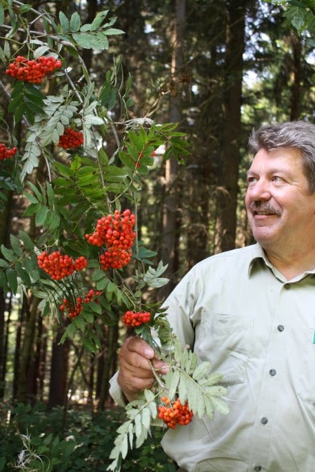 „Seit 30 Jahren habe ich nicht mehr so eine Menge an Vogelbeeren gesehen&quot;, so Gerd Ahnert, stellvertretender Leiter des Nationalparkforstamtes Eifel im Landesbetrieb Wald und Holz NRW.