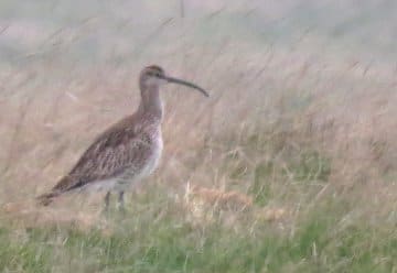Seltener Gast legt Zwischenstopp im Nationalpark Eifel ein