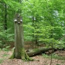 „So alltäglich der Rotbuchenwald vor unserer Haustür uns erscheint, so bedeutsamer ist er bei globaler Betrachtung", so Michael Lammertz vom Nationalparkforstamt Eifel.