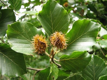 „So alltäglich der Rotbuchenwald vor unserer Haustür uns erscheint, so bedeutsamer ist er bei globaler Betrachtung&quot;, so Michael Lammertz vom Nationalparkforstamt Eifel.