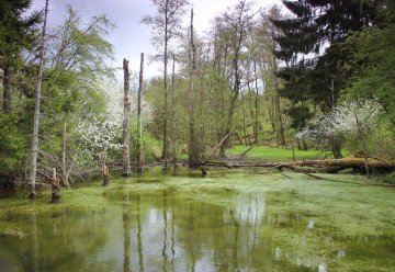 Stillgewässer im Nationalparkgebiet gehen überwiegend auf den Menschen zurück.