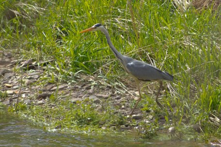 Sucht Stillgewässer zum "Fischen" auf: Der Graureiher
