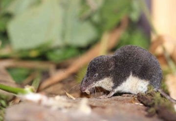 Sumpfspitzmaus - Rarität im Nationalpark Eifel entdeckt