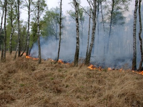 Symbolfoto: Thomas-Hans Deckert / Wald und Holz NRW