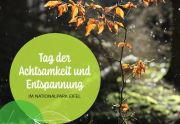 Tag der Achtsamkeit und Entspannung im Nationalpark Eifel