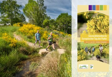 Termin vormerken: Ginsterblütenfest im Nationalpark Eifel