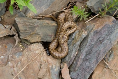 Their flora and fauna, which are often rare and endangered, are very sensitive.