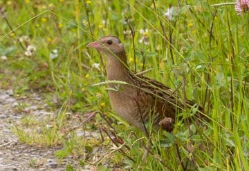 Tiere und Pflanzen von besonderer Bedeutung