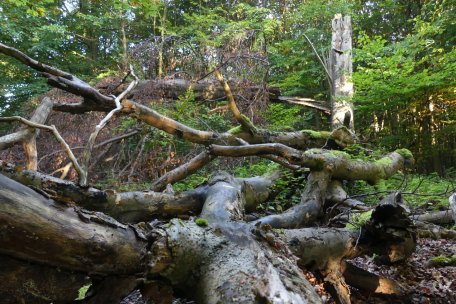 Totholz bietet eine überlebenswichtige Grundlage für unzählige Tier-, Pflanzen-, und Pilzarten. 