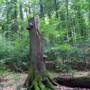 Totholz steckt voller Leben und bildet wichtige Lebensräume für Tiere und Pflanzen.