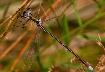 Über 1.800 gefährdete Tier- und Pflanzenarten im Nationalpark