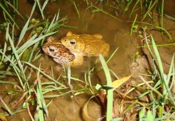 Überlebenshilfe: Gewässer für die Kreuzkröte im Nationalpark