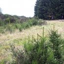  Um die Naturverjüngung der Fichten auf der Dreiborner Hochfläche in Zukunft zu verhindern, werden einige Fichtenbereiche entfernt. (Foto: Nationalparkverwaltung Eifel/A. Simantke)