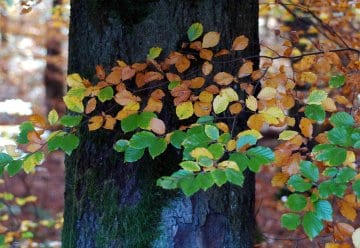 Umfrage zu Urlaubserfahrungen in deutschen Naturlandschaften