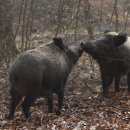Umweltministerium und Veterinärbehörden fordern auch aus Gründen der Vorbeugung von für Wild- und Hausschweinen gefährlichen Tierseuchen, die Wildbestände zu reduzieren. 