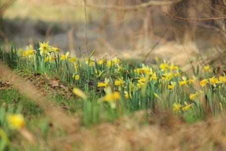 Ursprünglich hatte die wildwachsende Narzisse im westlichen Mitteleuropa ihr Verbreitungsgebiet. Innerhalb Deutschlands kommt sie heute nur noch in der Eifel und im Hunsrück vor.