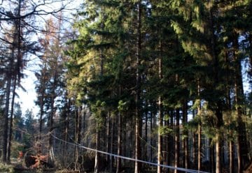 Verkehrssicherheit geht vor - vereinzelte Baumfällarbeiten entlang der Straßen im Nationalpark notwendig