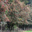 Vogelbeeren im Nationalpark Eifel.