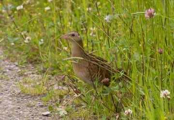 Vom Aussterben bedrohter Wachtelkönig im Nationalpark Eifel