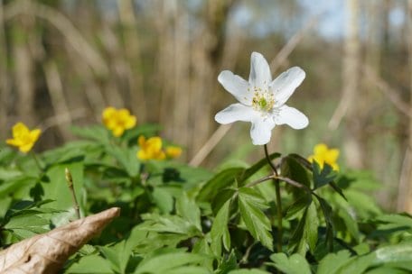 Von März bis Mai blüht das Buschwindröschen - in sommergrünen Laubwäldern fühlt es sich besonders wohl.