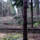 Vor allem in den Fichtenwäldern des südlichen Nationalparks hat der Orkan deutliche Spuren hinterlassen. Die Buchen- und Eichen-Laubwälder haben Kyrill deutlich besser überstanden. Anfang nächster Woche sollen die Wanderwege wieder frei begehbar sein.