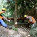 Während ihres Aufenthaltes helfen die Teilnehmer des Bergwald-Arbeitsurlaubes bei der Entnahme von nicht heimischen Nadelbäumen wie den nordamerikanischen Douglasien.