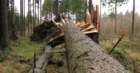 Während und direkt nach einem Sturm sollten Sie sich zu Ihrer eigenen Sicherheit nicht im Wald aufhalten.