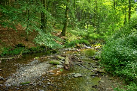 Wald, Wasser und Wildnis bieten jede Menge Lebenräume für die unterschiedlichsten Tier- und Pflanzenarten.