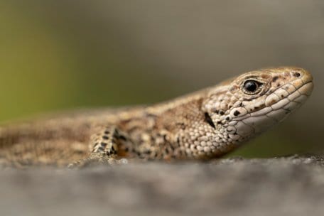Wald, Wasser und Wildnis sind mit ihren facettenreichen Inhalten der perfekte Ort, um fotografische Ideen umzusetzen.
