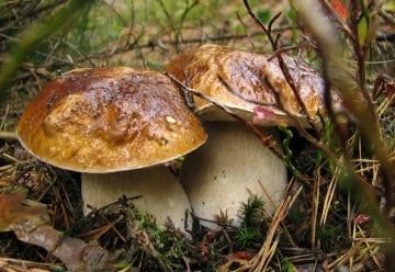 Warum das Sammeln von Pilzen im Nationalpark verboten ist