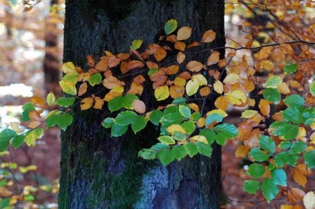 Was erwarten Gäste von einem Besuch in einem Nationalpark? (Foto: Nationalparkverwaltung Eifel/A.Simantke)