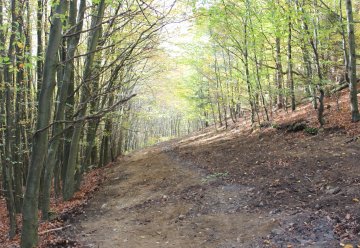 Wegerückbau zur Wiederherstellung naturnaher Lebensräume