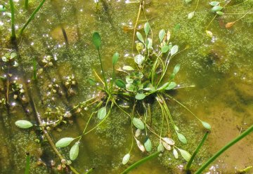 Weil sich der Schlammling (Limosella aquatica) als einjährige Pflanze relativ schnell entwickelt, kommt er auch auf zeitweise trocken fallenden Ufern und Gewässerböden zurecht.