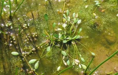 Weil sich der Schlammling (Limosella aquatica) als einjährige Pflanze relativ schnell entwickelt, kommt er auch auf zeitweise trocken fallenden Ufern und Gewässerböden zurecht.