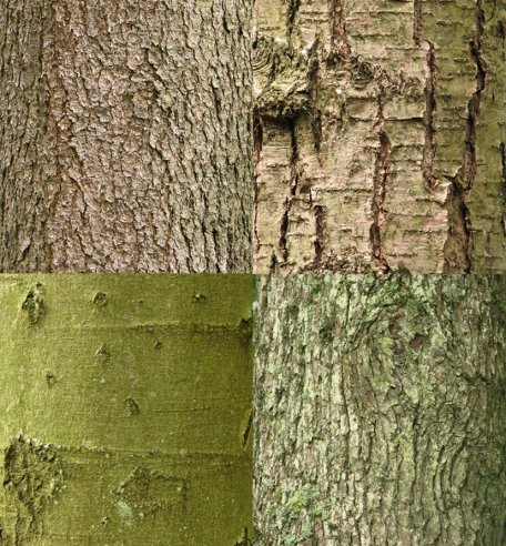 Welche Rinde gehört zu welchem Baum? Am 23. Dezember werden die Nationalpark-Ranger Armin Warbel und Udo Call das Rätsel lüften. (Bildautor: Nationalpark-Ranger Sascha Wilden)