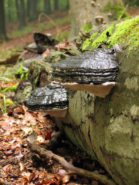 Wenn ein Baum umfällt, bleibt er einfach liegen.