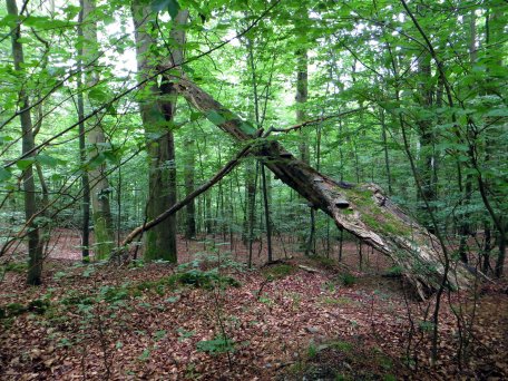 Wer sein Wohlbefinden verbessern möchten, sollte sich täglich mit mehr als zehn Bäumen umgeben. Foto: Th. Wimmer