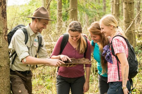 Wie kleine Käfer große Prozesse anstoßen können – auch darüber informiert die offene und kostenfreie Rangertour Wahlerscheid. Sie beginnt jeden Dienstag um 14 Uhr und startet in den nächsten Wochen ausnahmsweise vom Parkplatz Rothe Kreuz.