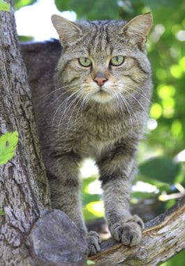 Wildkatze Herbert Grabe.jpg