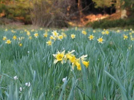 Wildnarzissen im Nationalpark Eifel.