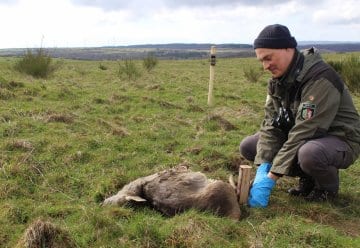 „Wildtierkadaver sind wahre Hotspots der Biodiversität“