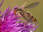 Winterschwebfliege (Autor: Dr. A. Pardey)