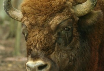 Wisente sollen auf Eifeler Klosterwiesen grasen
